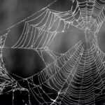 spider web design